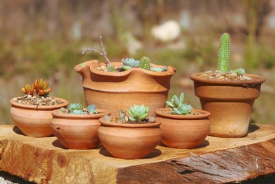 Brown green cactus plants in POTS
